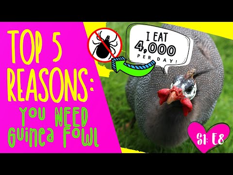 Video: Guinea Fowl är användbara och exotiska husdjur