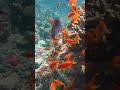 large group of lyre tail fish known as gold fish of the red sea🐠