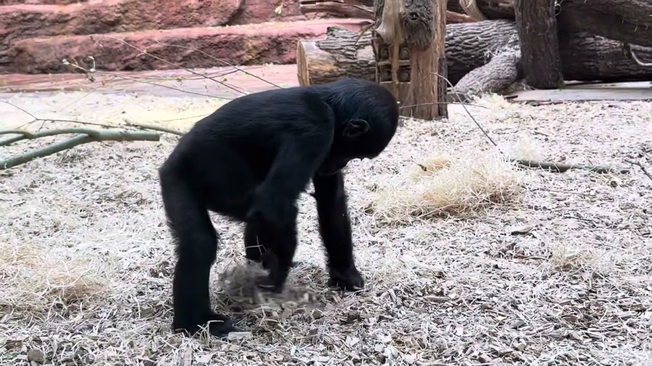 Mobi & Gaia (31.10.2025) #zoopraha 