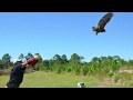 Great horned owl rescue and release in Orange Beach, Alabama