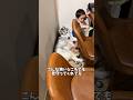 どんな所でも弟を見守ってくれる兄ちゃん#ハスキン#シベリアンハスキー#犬と赤ちゃん#赤ちゃん#兄弟