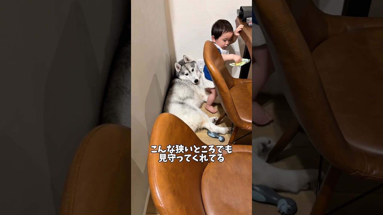 どんな所でも弟を見守ってくれる兄ちゃん#ハスキン#シベリアンハスキー#犬と赤ちゃん#赤ちゃん#兄弟