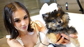 Cute Baby Puppy Gets a BUBBLE BATH and Hates it!! (so cute)