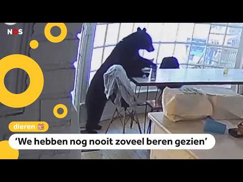 Bears hunting for food in American towns