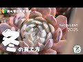 【エケベリア】これで多肉に惚れ直す！冬の育て方のポイント２つ！
