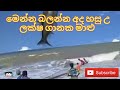 The most amazing fishing in the world උඩප්පුව මුහුදෙන් හසුවු ලක්ෂ  ගානක මාලු