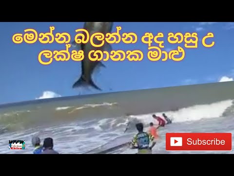 The most amazing fishing in the world උඩප්පුව මුහුදෙන් හසුවු ලක්ෂ  ගානක මාලු