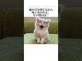猫が目を細めながら鳴く秘密！【猫の雑学】猫の秘密8選😭#ねこ #ねこのきもち #ねこ動画
