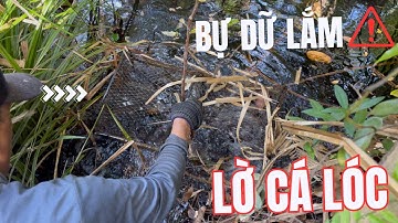 Thăm L Cá Vô Rinh Không Nổi😱 Trúng Lớn 14 Ký! | Huge 14kg Fish Catch!