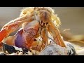 FOU : Des bernard-l'hermites échangent de coquilles - ZAPPING SAUVAGE