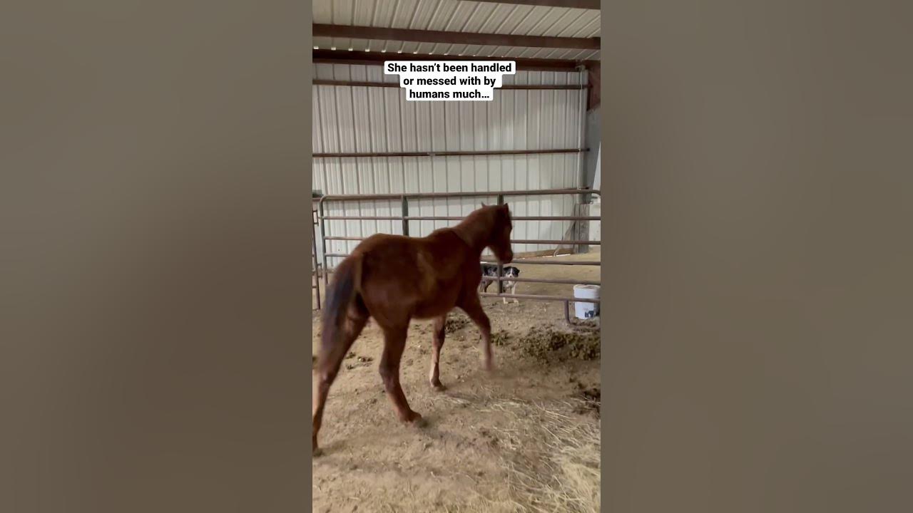 mean-horse-or-scared-horse-shorts-horse-horsemanship-foal