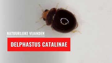 Delphastus catalinae | Natuurlijke vijand