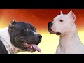 Top5 razas de  Perros invencibles de todos los tiempos