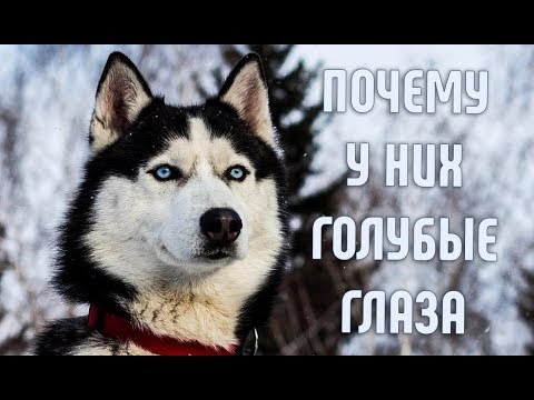 Почему у ХАСКИ голубые глаза | Она смотрела на море