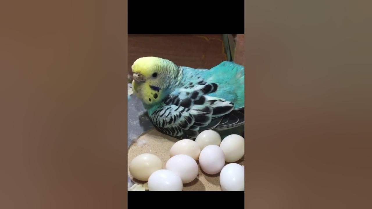 how-many-eggs-budgies-lay-in-one-time-trend-bird-birdslover