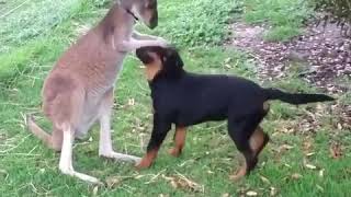 Friendly kangaroo pets playful Rottweiler by Funny dog videos, from Google and YouTube 727 views 5 years ago 1 minute, 1 second