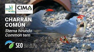 Charrán común - 🔴DIRECTO Reserva Ornitológica Marismas Negras, Astillero, Cantabria
