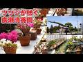 ツツジが咲き始めた廣瀬清香園