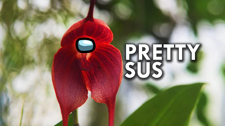 Orchids: These Flowers Are Pretty Sus - DayDayNews