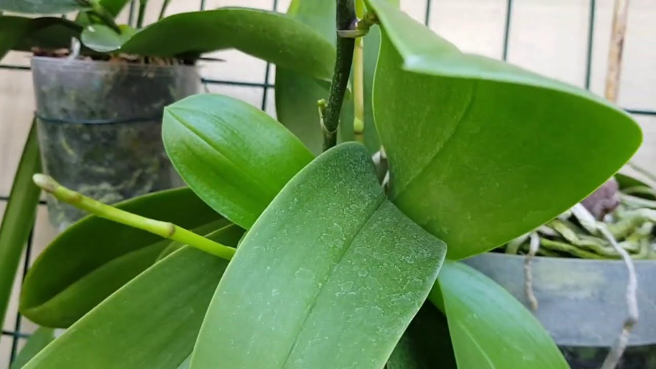 COMO CULTIVO MIS ORQUIDEA PHALAENOPSIS(TIPS)