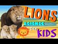 Lion Facts Quiz