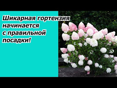 Посадка саженцев гортензии весной- все тонкости!