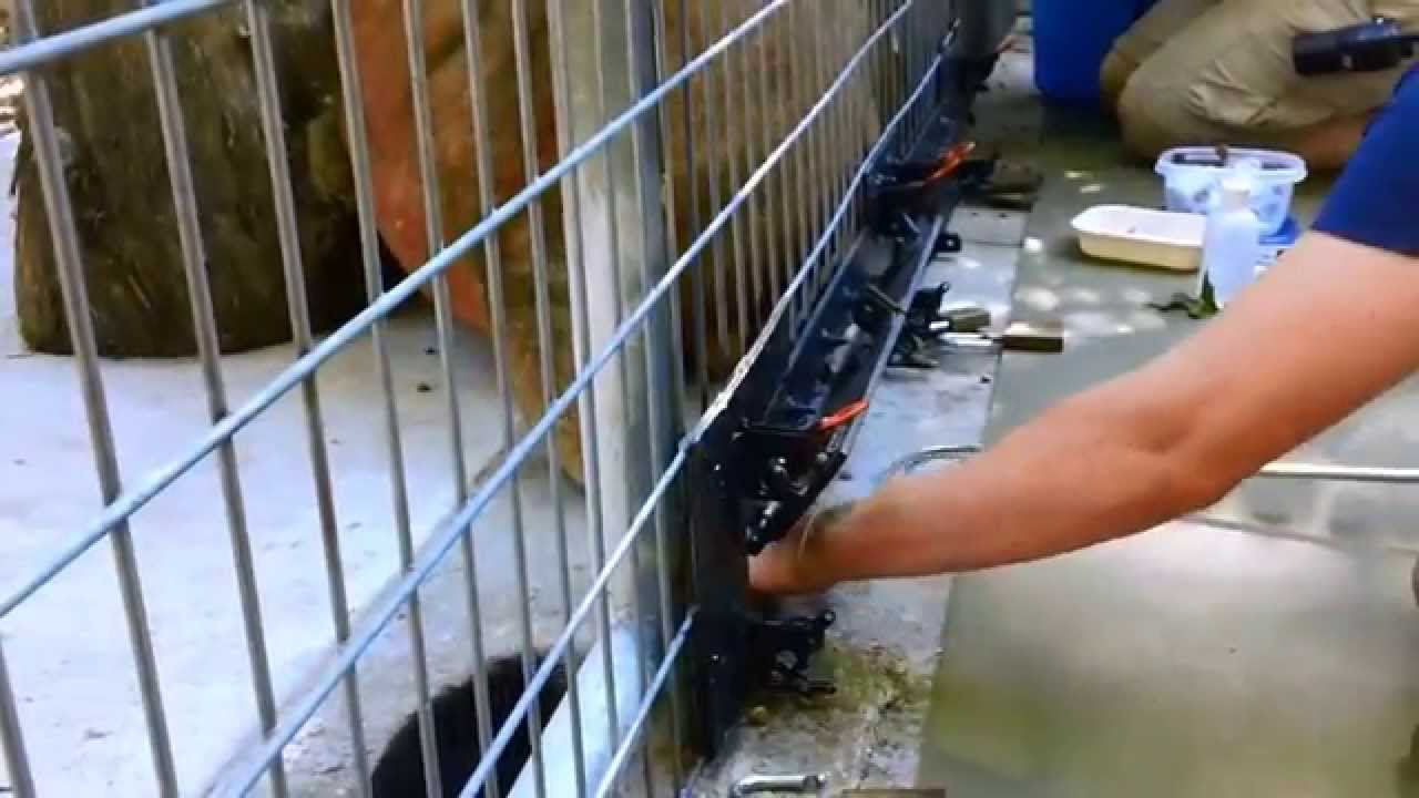 Voluntary Blood Draw on African Lion - YouTube