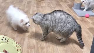 Most likely cats are not happy about the appearance of a puppy