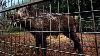 A day of boar hogs, surgeries and a flat tire.