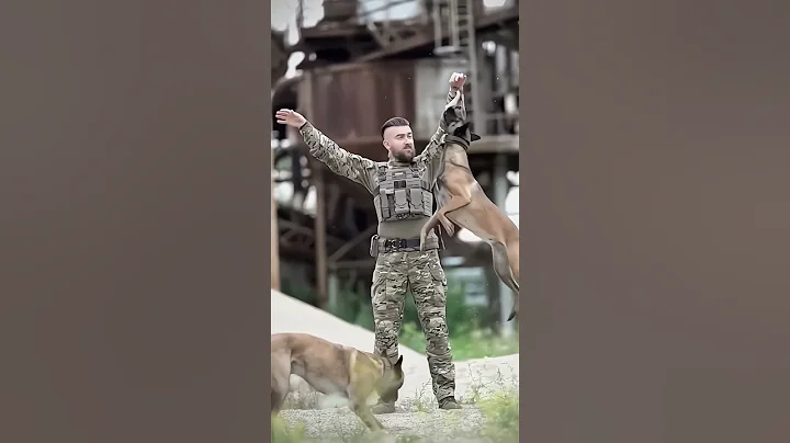 #usa #k9 #dogsoftiktok #malinois #doglover #trending #viralvideo #fyp #k9protection #dogtrainer