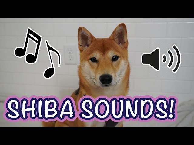 Shiba Sounds! | The Sounds of the Shiba Inu #ShibaInu - YouTube