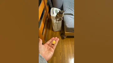 Вот это прыжок Галаго.