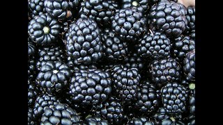 Blackberries 101 - Selecting &amp; Storing Blackberries