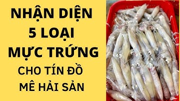 🦑 NHẬN DIỆN 5 LOẠI MỰC TRỨNG CHO TÍN ĐỒ MÊ HẢI SẢN 🦑