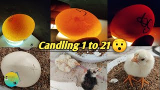 Chicken egg candling day 1 to 21||egg hatching