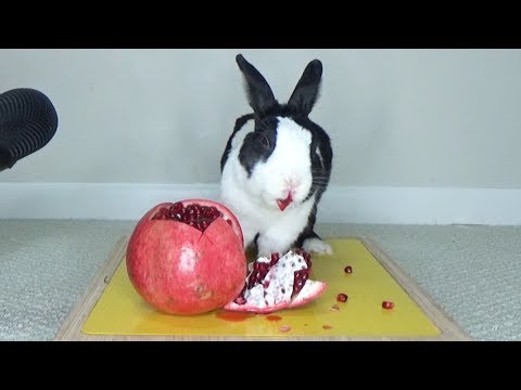 rabbit-eating-pomegranate-like-a-messy-beast-asmr