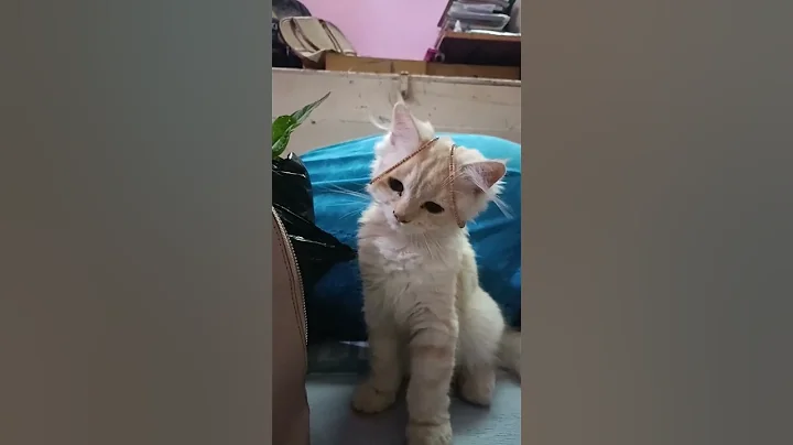 Watch the video about Funny kitty 🐈|cute kitten| #youtube #cutepets #shorts #cat #kitten #pet #pets #petlovers