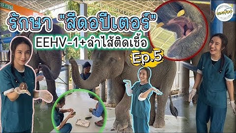 [Ep.5] “สีดอปีเตอร์” วัย 9 ขวบ ลำไส้ติดเชื้อ+EEHV type 1 | หมอโบว์ หมอตัวเล็กกับคนไข้ตัวใหญ่￼