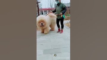 World biggest chow chow fluffy dog trend on tiktok viral goes latest one has tak Chow chow