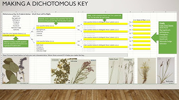 Making a Dichotomous Key