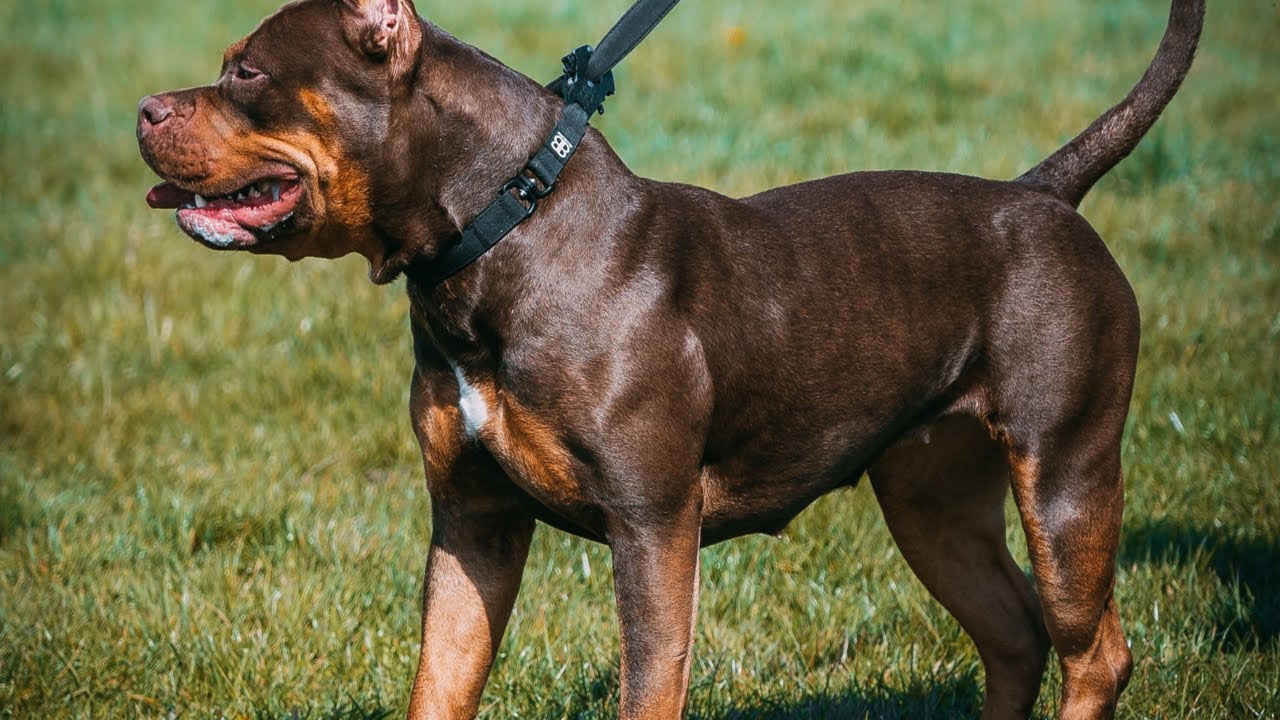 Britain to ban American XL bully dogs by the end of the year