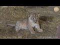 Челябинская львица Лола и малыши :) Тайган | Chelyabinsk lioness Lola and cubs :) Taigan.