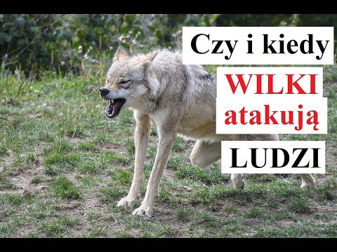 Czy wilki mogą łączyć się w pary z ludźmi?