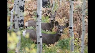 Alpine Loop American Fork Canyon * American Fork Canyon * Alpine Loop * 4k Video