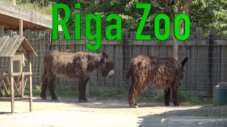Riga Zoo, Latvia