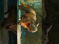 डायनासोर की वापसी – जुरासिक वर्ल्ड रीबर्थ #JurassicWorldRebirth #shorts #dianasour #viral