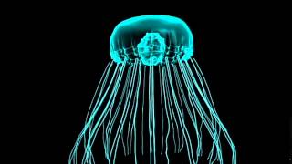 JellyFish Motion Render TEST maya