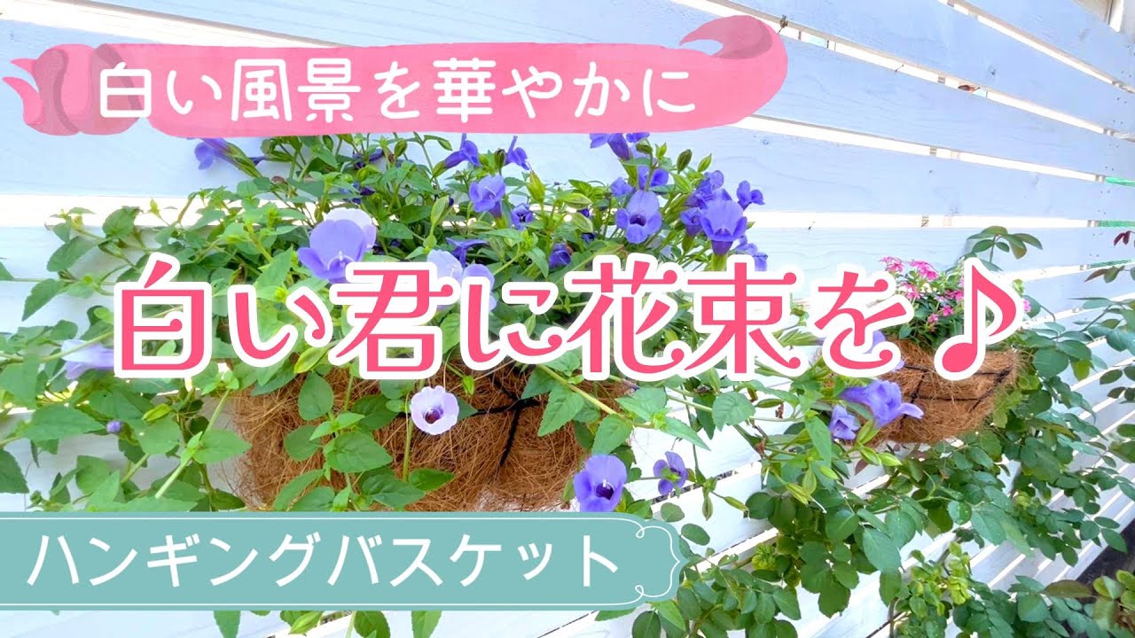 ハンギングバスケットの作り方】【夏の花＊日々草とトレニア】【簡単
