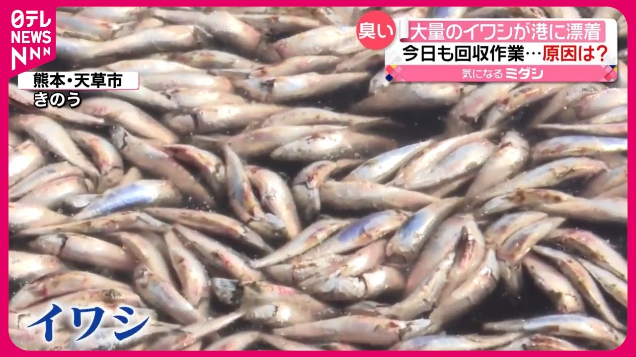 天草 イワシ 大量 死 なぜ