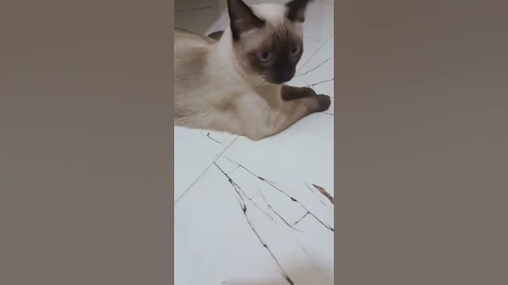 Video 11516711: cat cute kittens adorable, funny cats adorable kitten